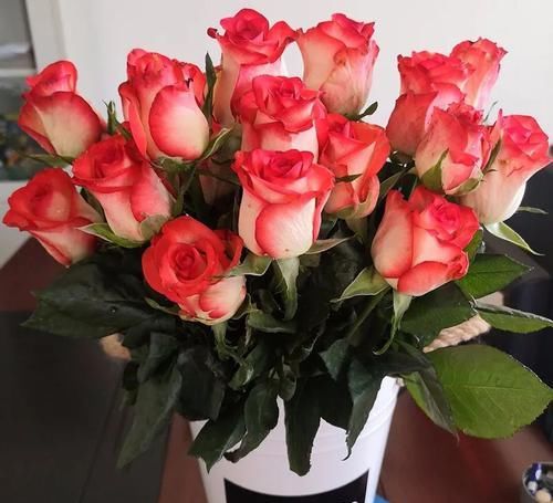  值得|3种富贵花，好养如绿萝，花色绚丽多彩，开花勤寓意好，很值得养