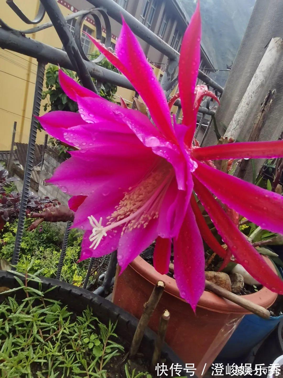 荷花|1种花不是真昙花，1次能开上百朵，比蟹爪兰美，怪不得都去抢假货