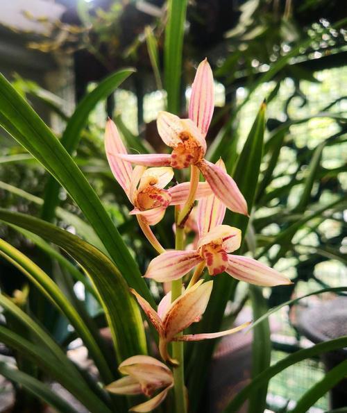 兰花|春天兰花有3“喜”，趁早掌握，长笋芽绽放层叠群兰！