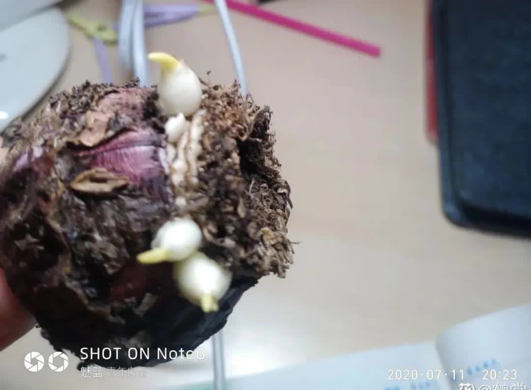 蝴蝶兰开花不是一次性,花后剪一剪,还能继续开花