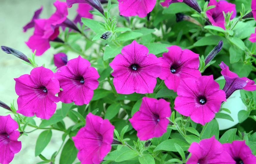 6种易爆盆的花，有哪些妙招，养护过程要注意什么？