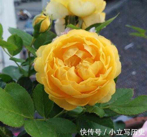 最值得入手的月季,金丝雀