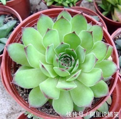 技巧|精挑细选32种多肉植物,1分钟掌握养护技巧,非常实用