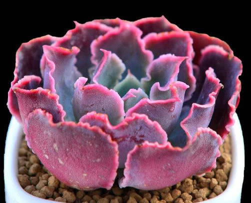 多肉晚霞之舞如何出状态教你3个小妙招,养出梦幻般的晚霞之舞