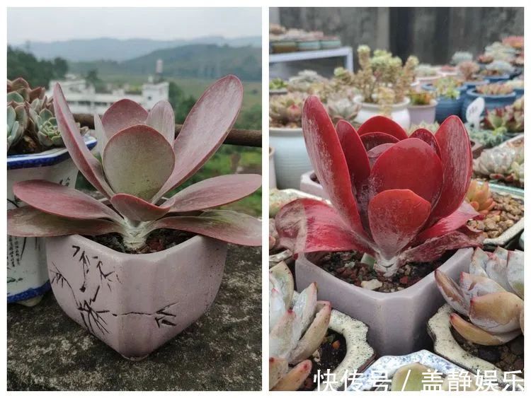 多肉是戒不掉的瘾！多肉小白入坑一年小记！