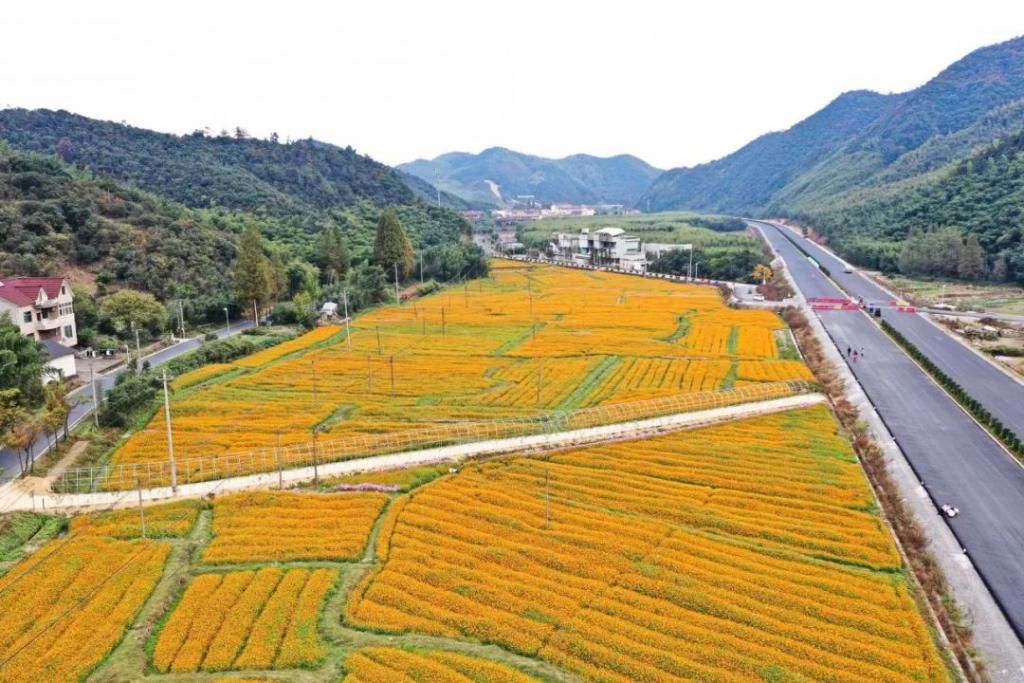  菊花|景美花更美！绿水青山间，成片硫华菊花海等你来打卡！