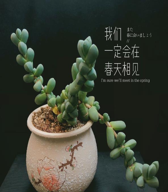 多肉盆栽:懒人必养的几种多肉,1盆轻松变10盆,越养越上瘾