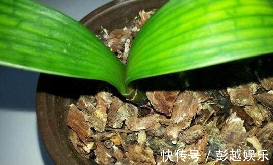 君子兰用“它”养,10年不施肥,新芽呼呼窜,开完一次又一次!