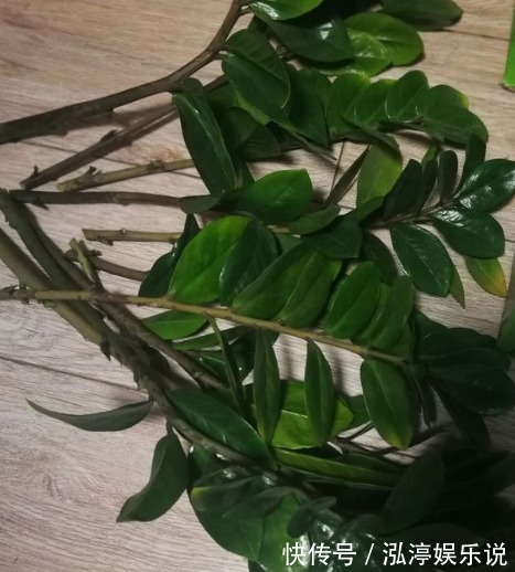 叶片|多余的叶片别浪费,试试扦插,不停冒嫩芽!