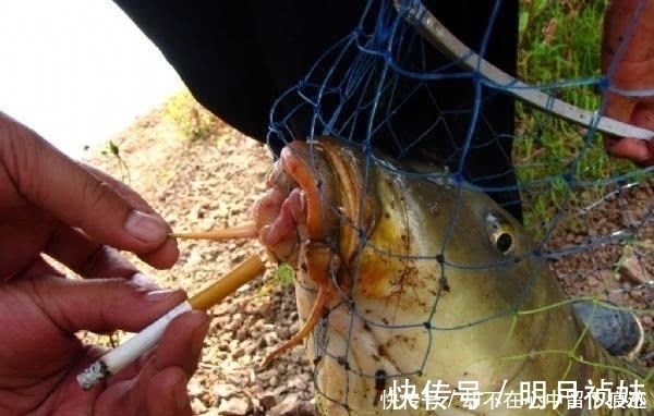蓝鲫|野钓要想有好的渔获,鱼饵最好是手工制作的,分享一点我的经验