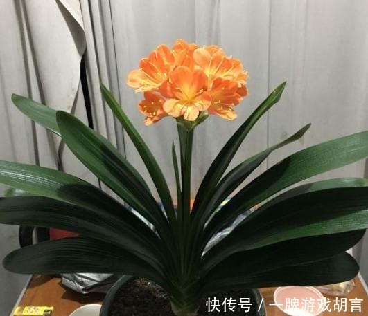 讲究|养君子兰有“讲究”,教你几个小技巧,呼呼长叶,棵棵开花