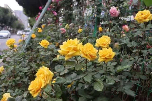 50多个品种！成都“高颜值”月季上街了