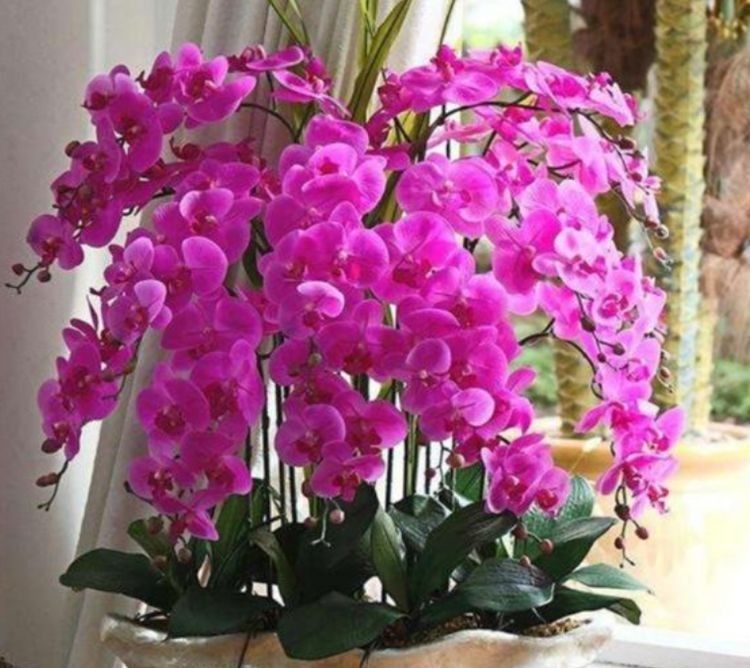 这种花是花中“大美女”,家里变成小花园,人见人爱!