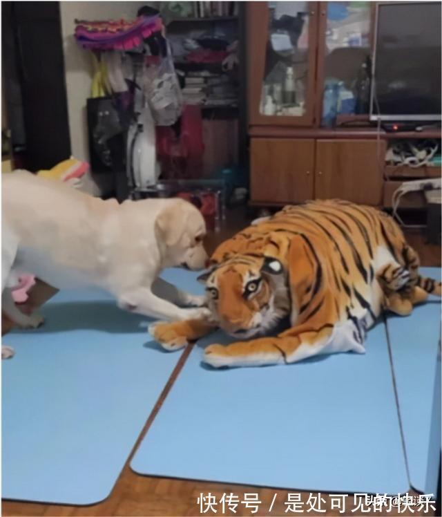 |搞笑一刻:这好像是我爸的初恋!等我妈回来我爸会不会挨打啊