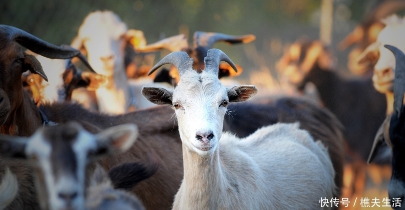 基因|中国文化中的“羊基因”:伏羲神农最早以羊为图腾