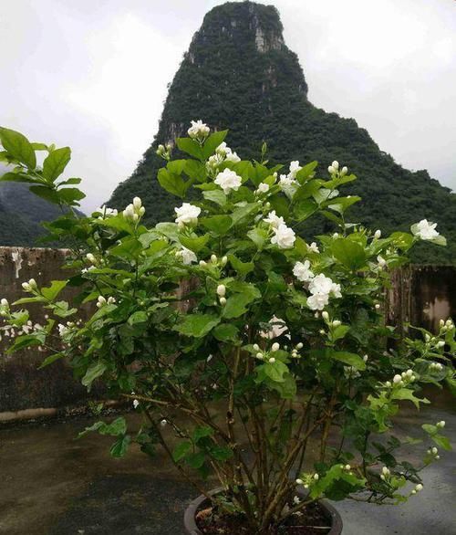  改善土壤|茉莉开花少？满足生长需求，大太阳酸性土，白花开不停