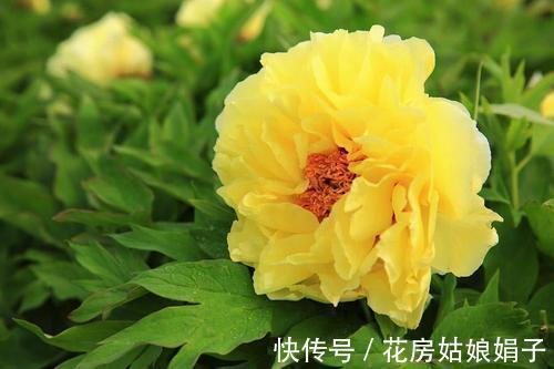 都知道牡丹是“花王”,却不一定知道谁是“花相”?值得了解一下