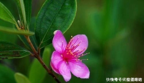 朝天椒|农村的一种野果,吃完后容易便秘,你小时候见过吗