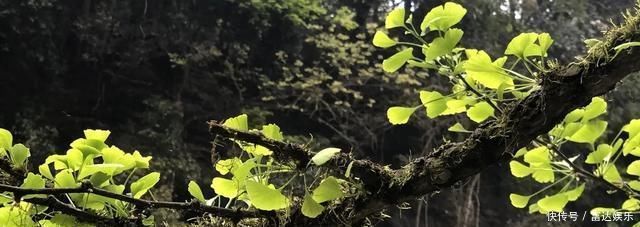 峨眉半山的徒步一日游，又够编辑部吹上一整年了