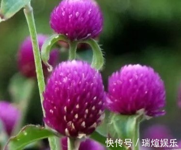 此花象征着永恒的爱,还能泡出清香怡人的花茶,真是惬意自得