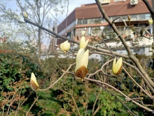 普陀公园的“市花”都开啦！一起来赏花花