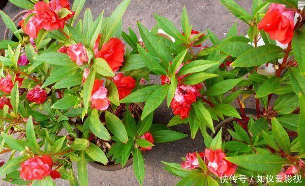 这种花是天然“染发剂”,阳台种几盆,白发去无踪