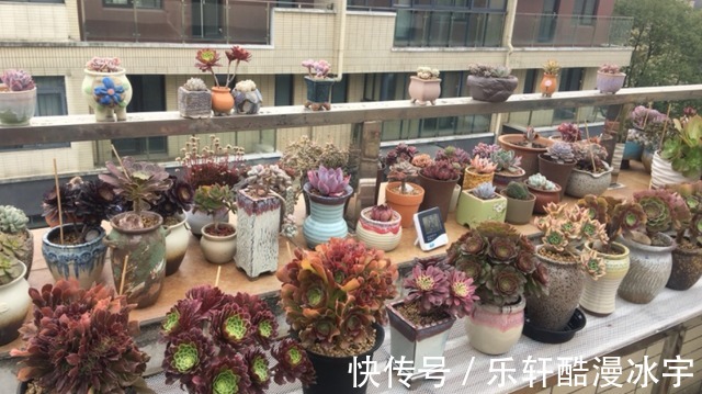 多肉“换盆”有什么困难,该怎么解决看“这”保准不出错