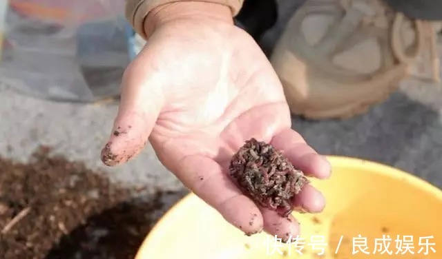 蘸饵|天气越来越冷，用蚯蚓钓鱼，多一个小步骤事半功倍