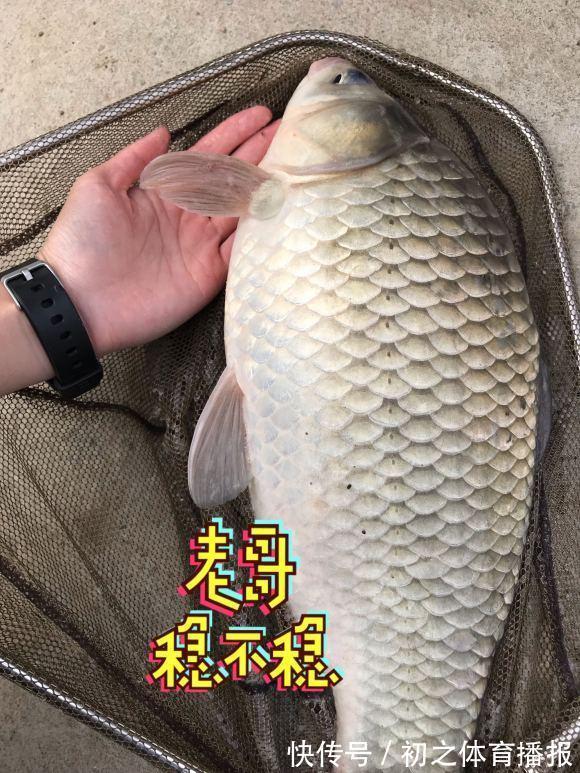 鲫鱼|秋季钓大鲫鱼攻略，找准它们活跃的地方，常规饵料即可