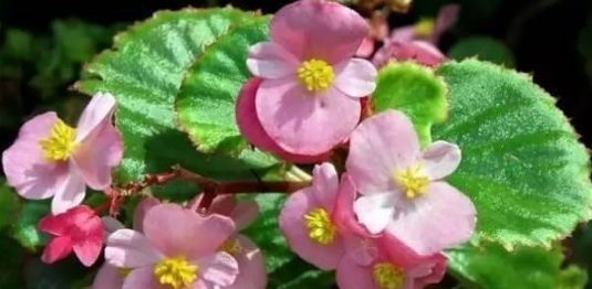 此5种花不买简直是巨亏,花期超长,可以天天赏花了