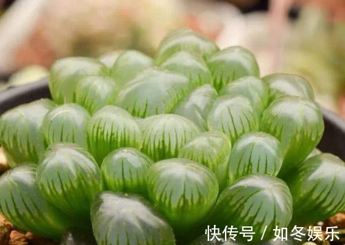 多肉姬玉露怎么养更饱满教你3个小妙招,养出晶莹剔透的姬玉露