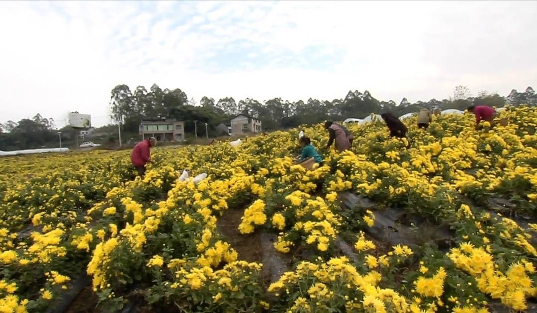 金丝#精品菊花茶上新：四川广安华蓥山金丝皇菊前来报到