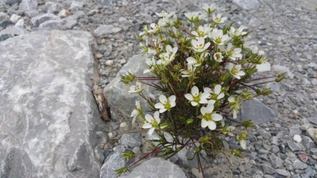 生物|杨向红镜头下的玉龙雪山奇花异草，见证了丽江生物多样性之美