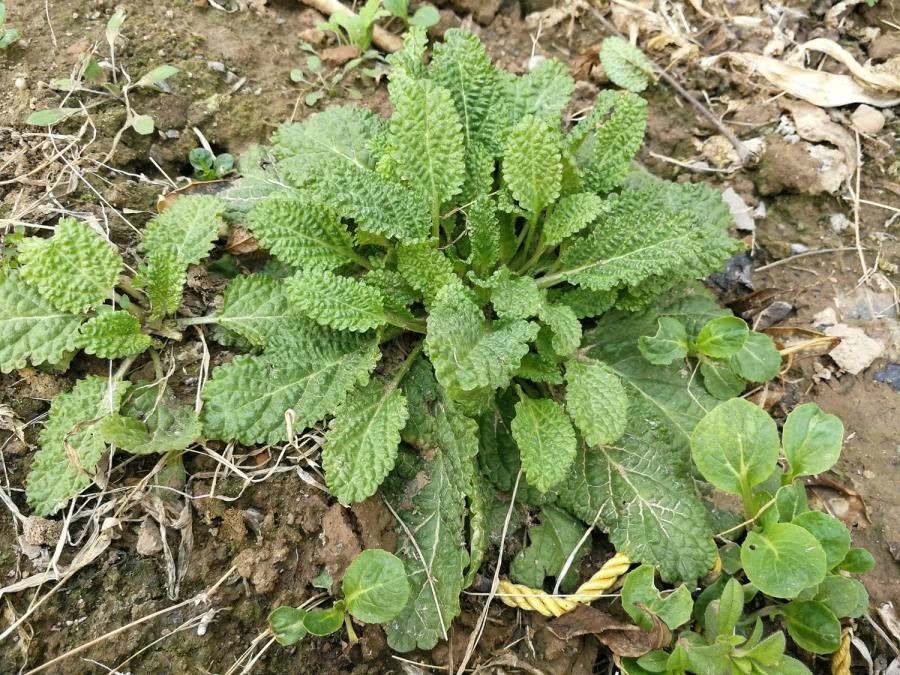 薄荷|农村一种野草,长得像薄荷,牛不吃鸡不刨,却是治疗咽炎的良药
