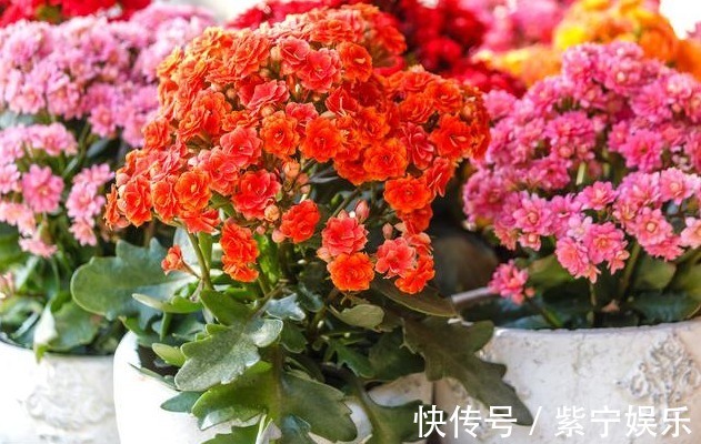 枝条|长寿花开花后，养护分“三步”，侧枝多，枝条壮，再次开花变花球