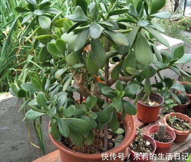 室内养玉树，注意3个“细节”，叶油绿肥厚，枝子壮，长爆盆！