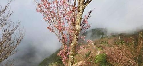 冬日樱花浪漫的无量山，竟然就是天龙八部中的神秘之境