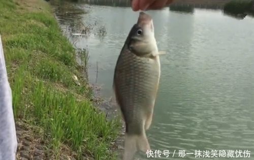 鲫鱼|香蕉钓鱼?香蕉切片后用来做饵,结果有点意外,鲤鱼鲫鱼都有