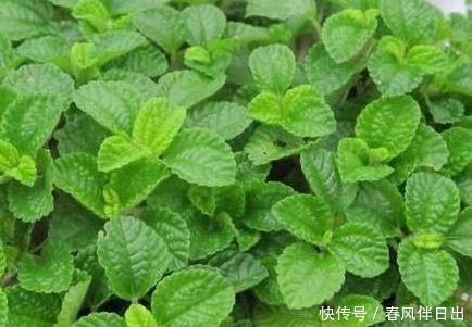 二手烟|这三种绿植堪称二手烟的天敌,居家养一盆,空气清新健康无忧