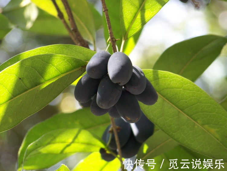 大家都喜欢这种树开的花,但结的果实却少有人知,一斤要好几百