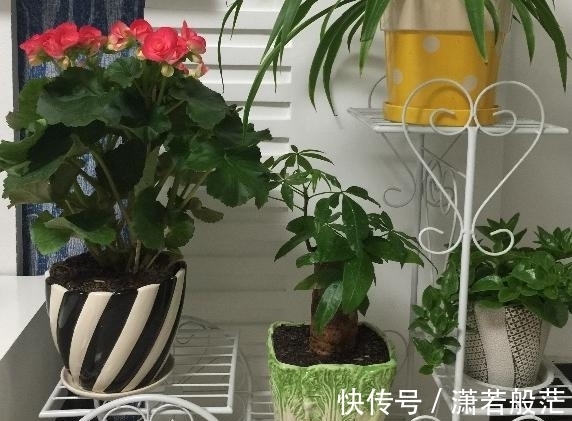 爱花养花,天冷打理就不能忽视这些因素,不然一盆不剩