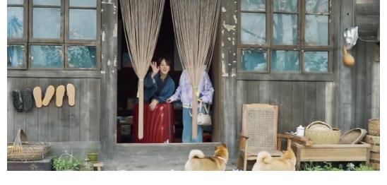 现实|杨紫一人录三期，11个小艺人录一期，《向往》揭露红与不红的现实