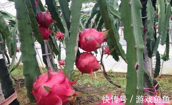 抗氧化能力|红心火龙果和白心火龙果,哪种更有营养?