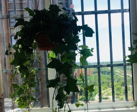 6种花适合吊起来养，挂在窗前，比窗帘还好看