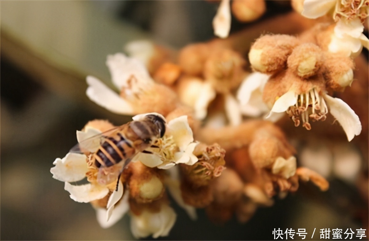 枇杷蜜|南方冬蜜主要有什么花?冬蜜有哪几种?