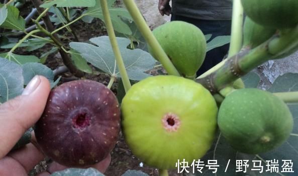 血管|高血压最怕过冬,多吃6种食物,清血管垃圾,血压才会稳稳降