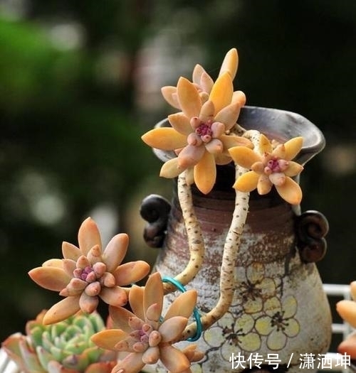 叶子|养多肉老桩不能走捷径，砍头撸叶子只是徒有其表，要谨记！