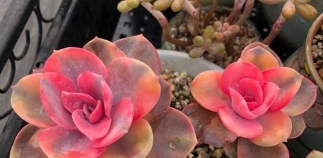 很漂亮的多肉却长得又瘦又高？我觉得你可能对它们做了这些事情