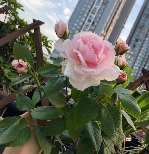 养月季没有那么复杂,“两种肥”轮流给,花苞更多叶子绿