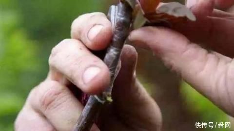 小时候|能结出40多种果子的树,小时候乱画的东西竟然成真了!